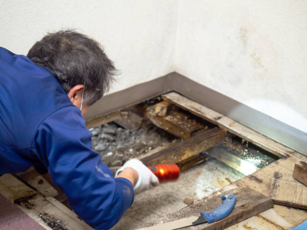 Best Attic Mold Remediation in Hoboken, NJ