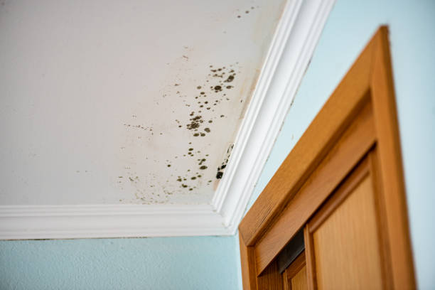 Best Black Mold Remediation in Hoboken, NJ