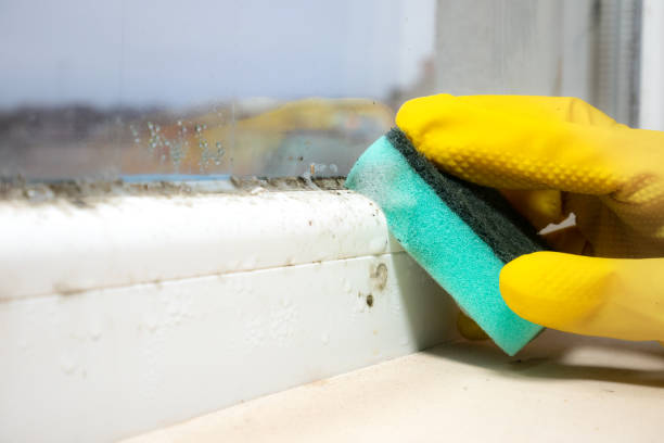 Best Attic Mold Remediation in Hoboken, NJ