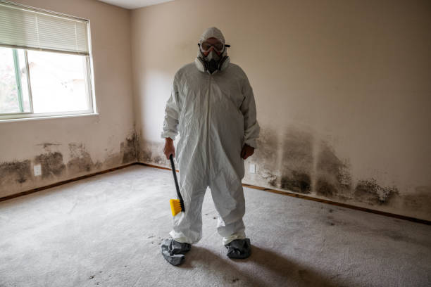 Best White Mold Remediation in Hoboken, NJ