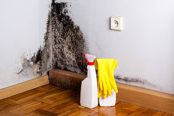 Best Post-Flood Mold Remediation in Hoboken, NJ