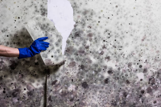  Hoboken, NJ Mold Removal Pros