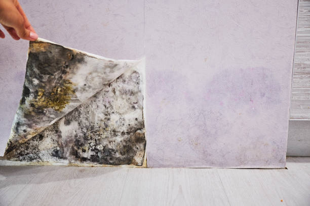Trusted Hoboken, NJ Mold Remediation Experts